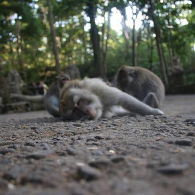 Vinaya Homestay Ubud Eksteriør bilde
